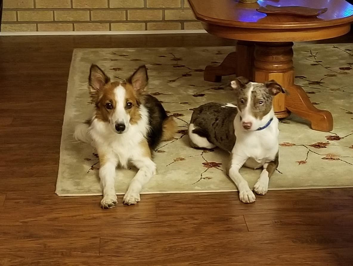 Two cute dogs lying on throw rug