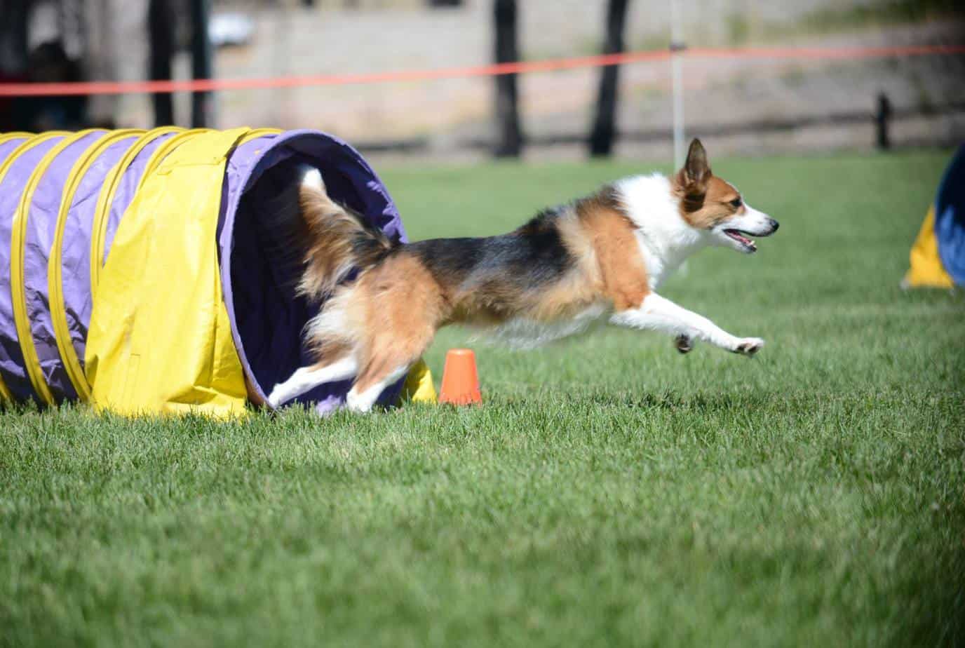 Dog running on the agility course