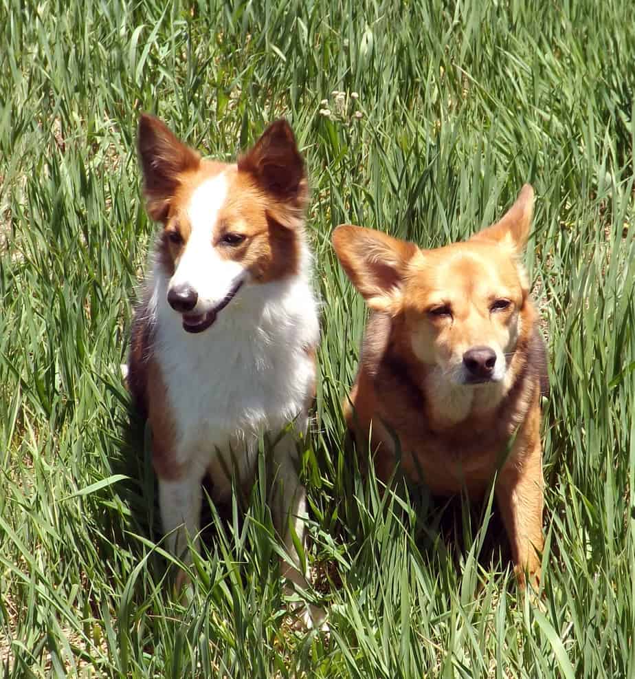 Two dogs sitting in grass