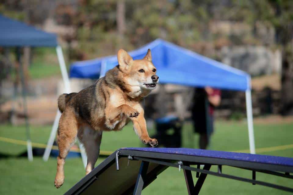 Dog running on agility dog walk