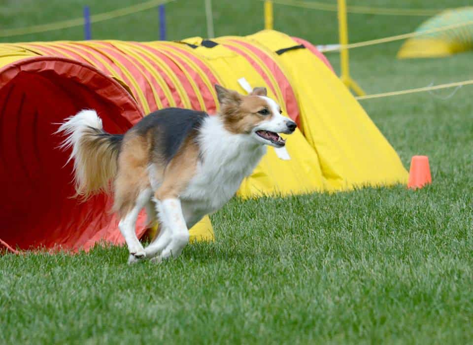 Dog coming out of an agility tunnel