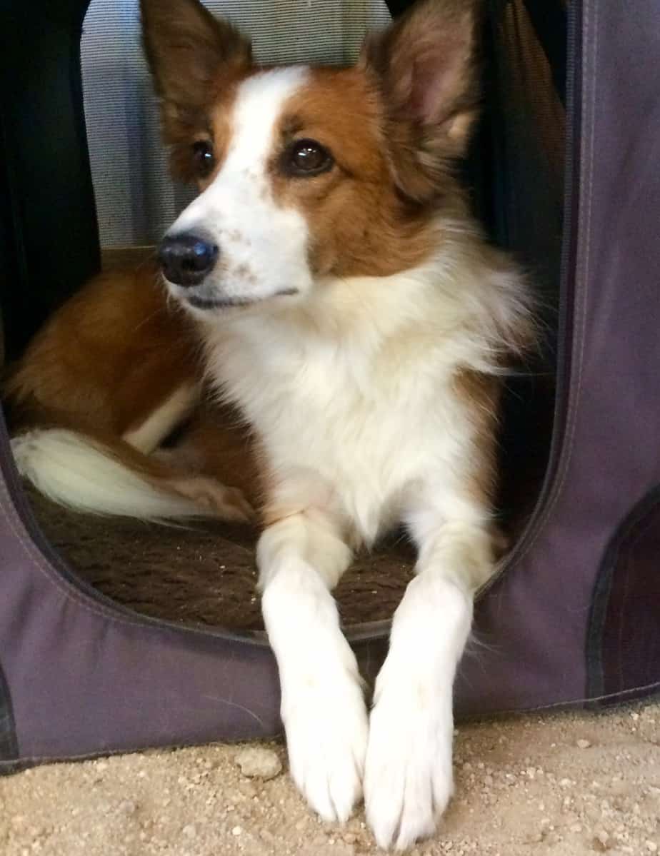 Dog in unzipped crate