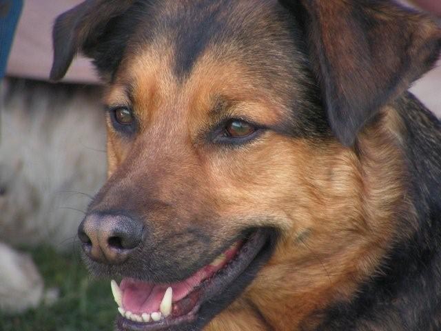 Storm dog face