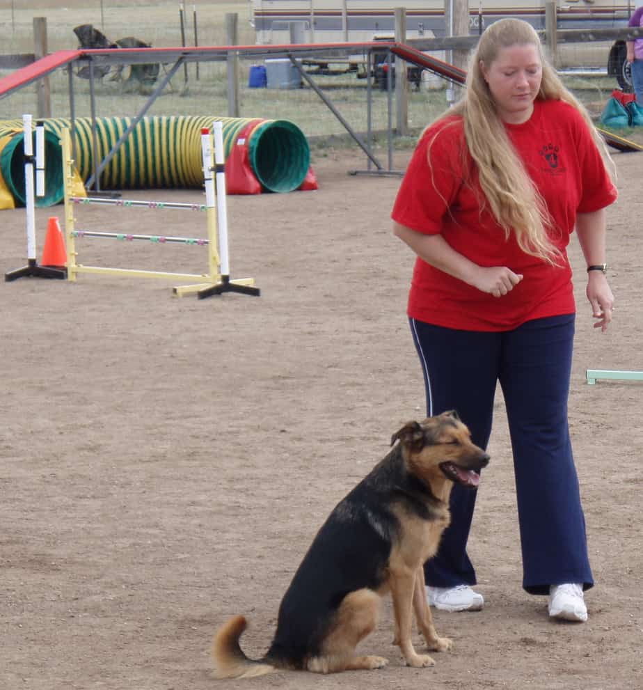 Agility Dog lined up with handler at the start of an agility course