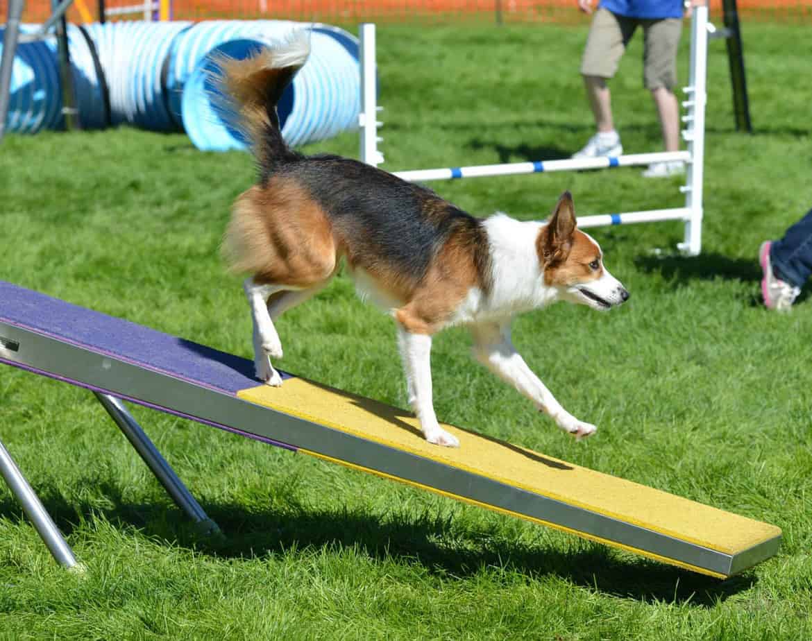 Dog on an agility Teeter