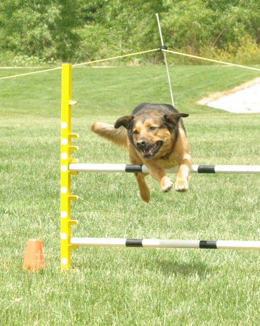 Dog over an agility jump