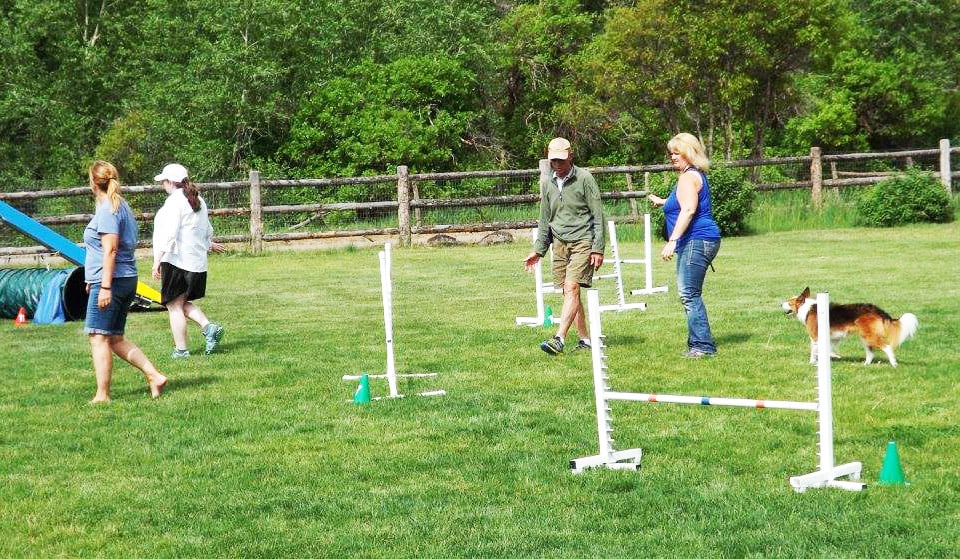 walking dog agility seminar course