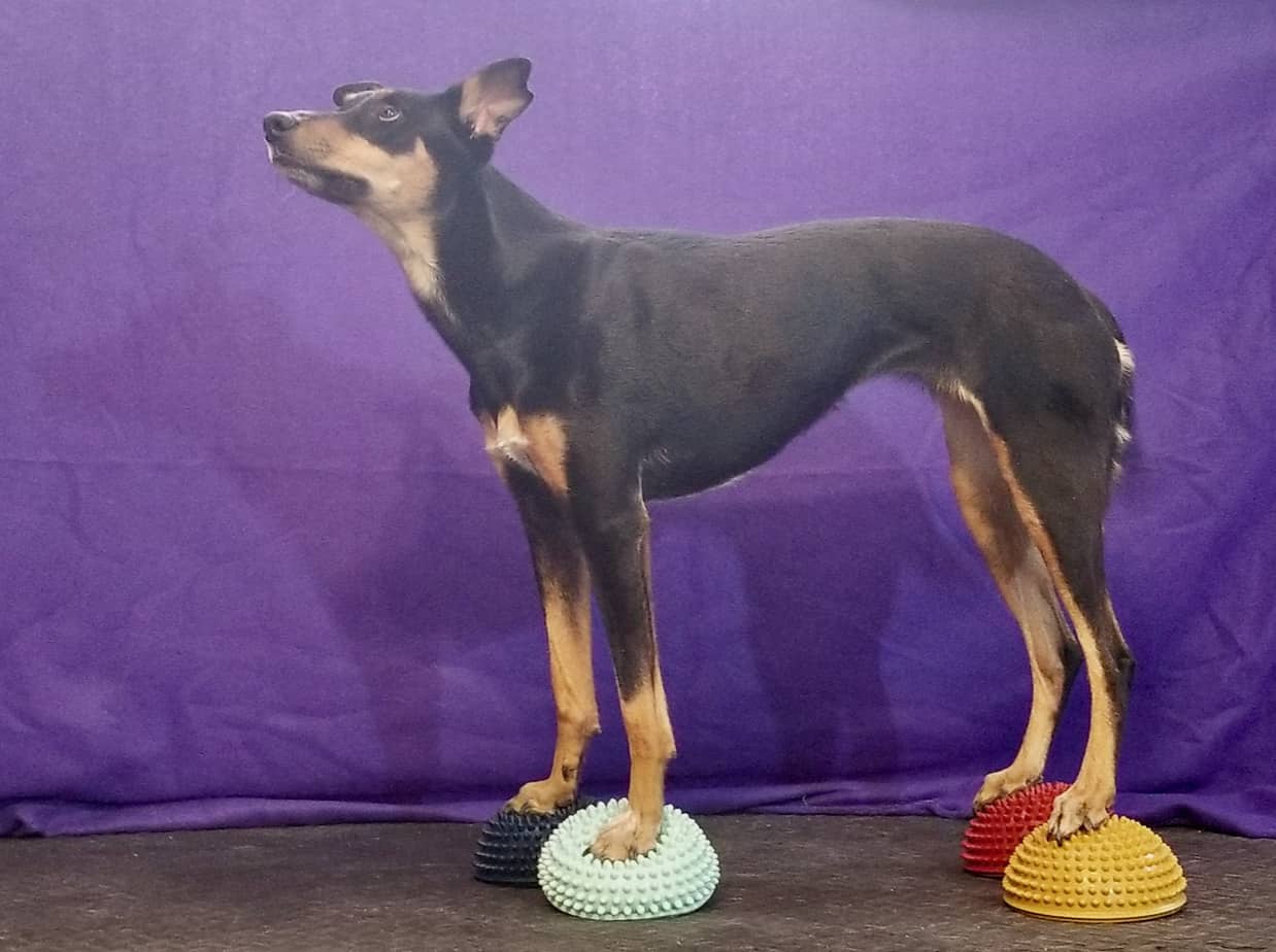 Dog trick standing on paw pods