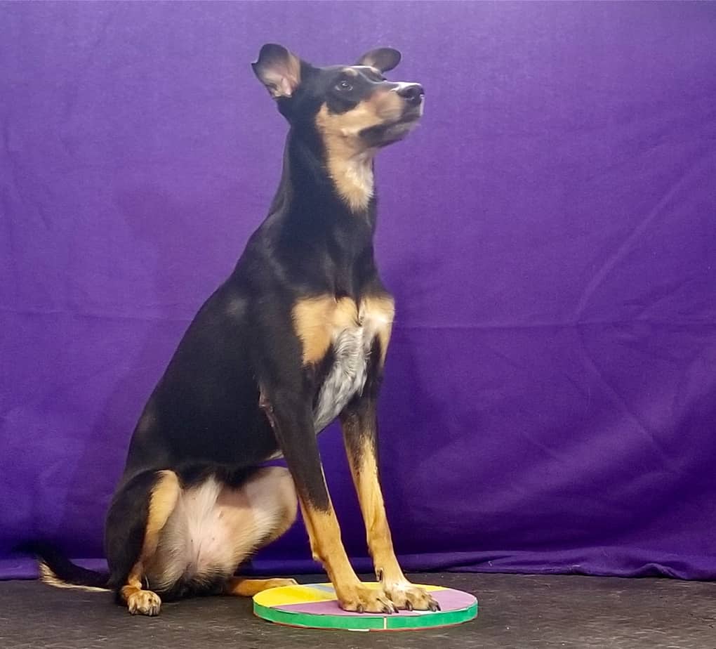 Dog sitting with front paws on disc