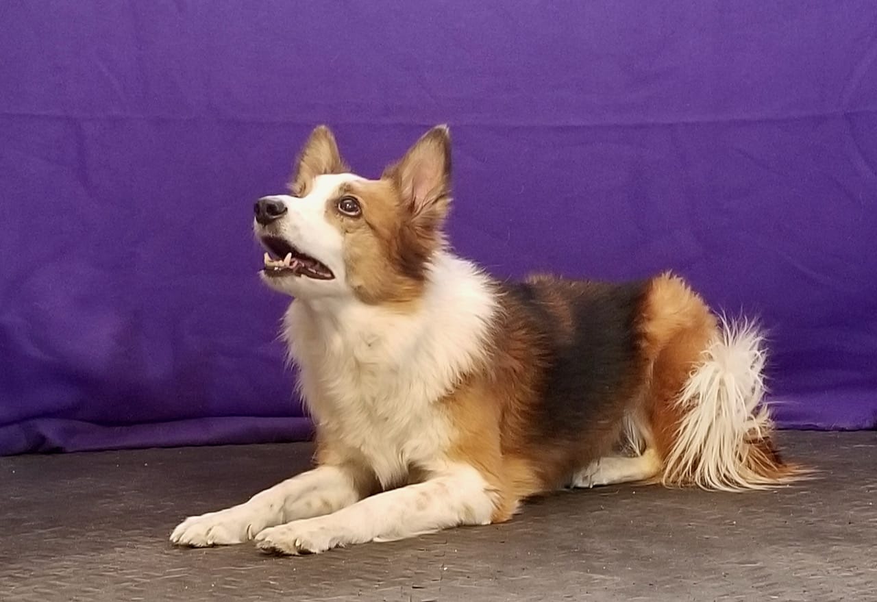 5 Reasons to Start A Dog Training Session With a Known Task