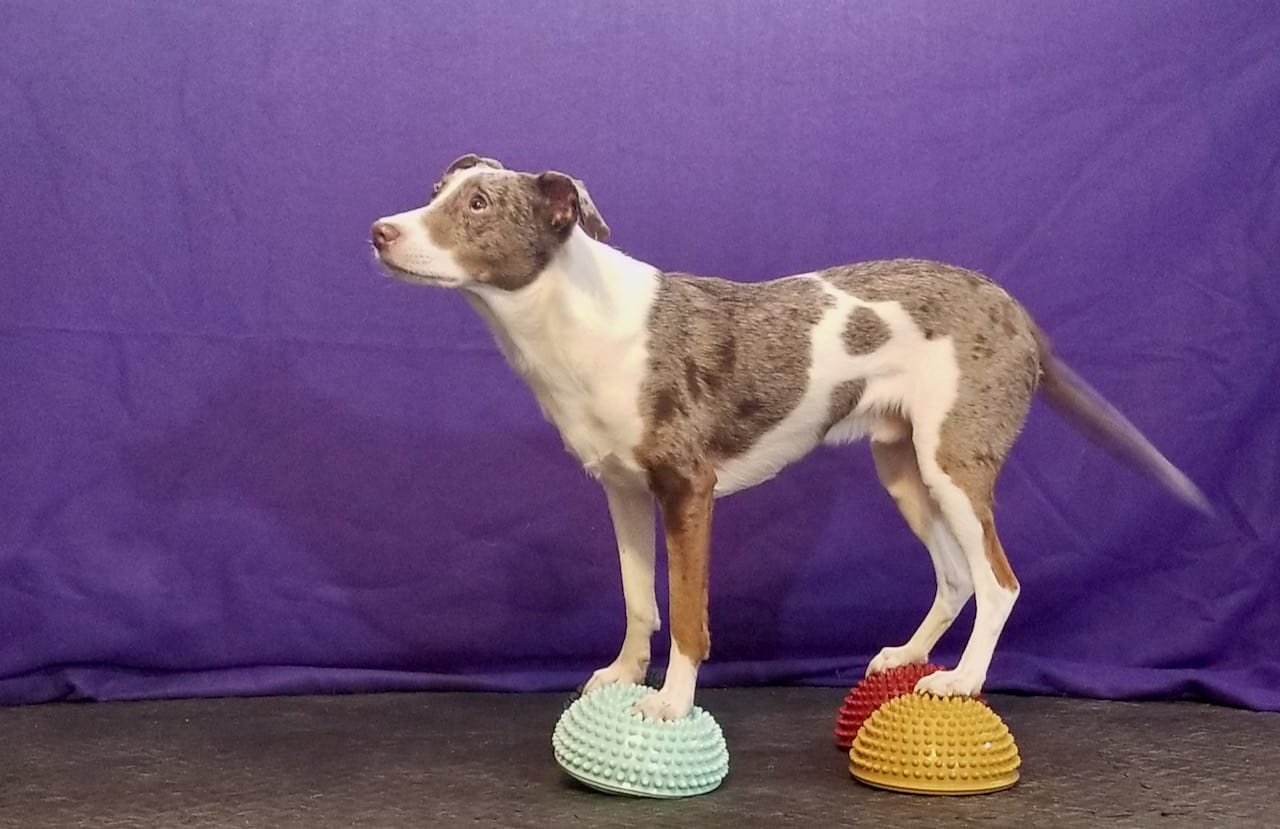 Dog trick - balancing on paw pods