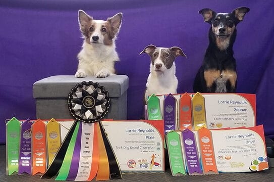 Three trained dogs with ribbons and certificates