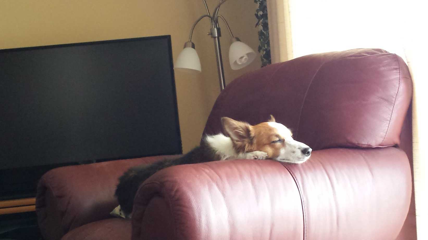 Dog sleeping on a couch