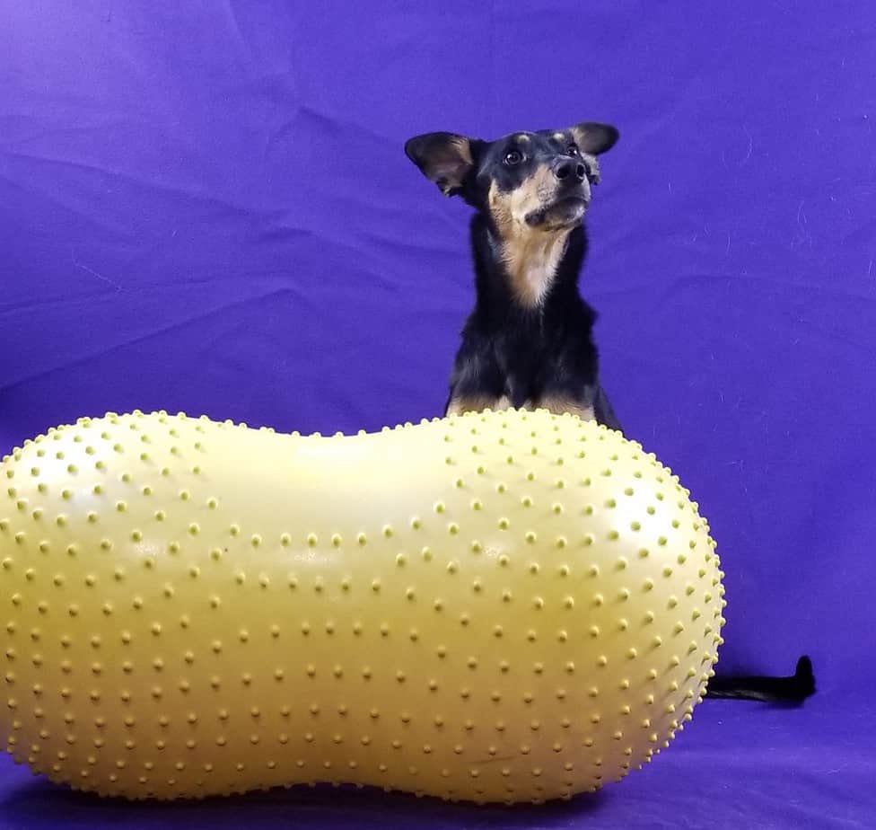 Dog sitting in back of a yellow exercise peanut