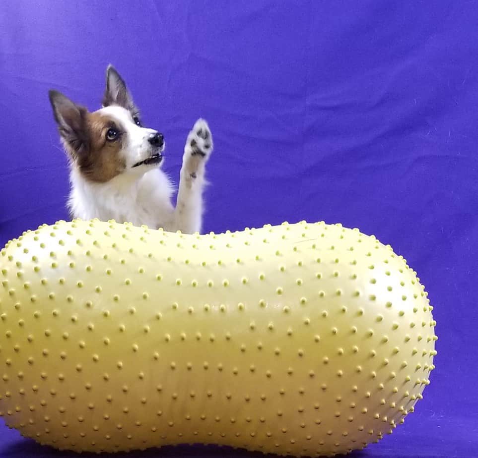 Dog in back of yellow peanut waving