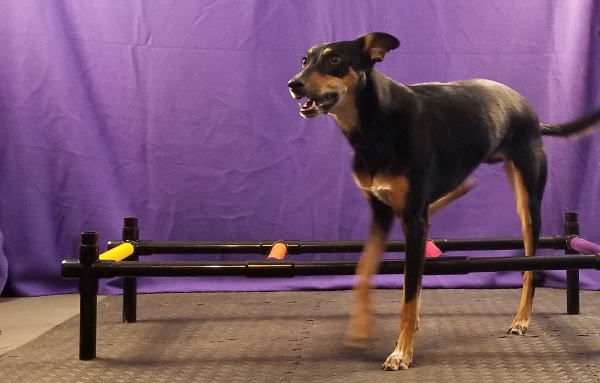 Dog stepping through ladder with rear paws