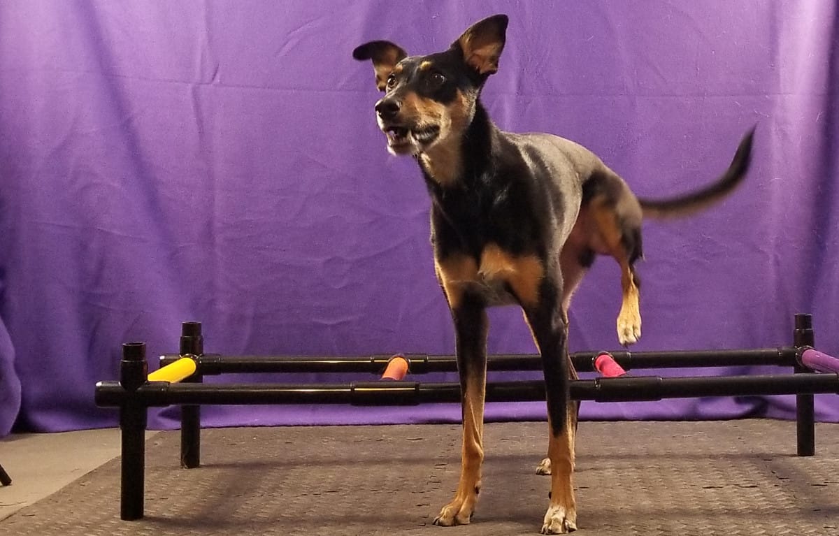 Dog side stepping through a ladder with her rear paws