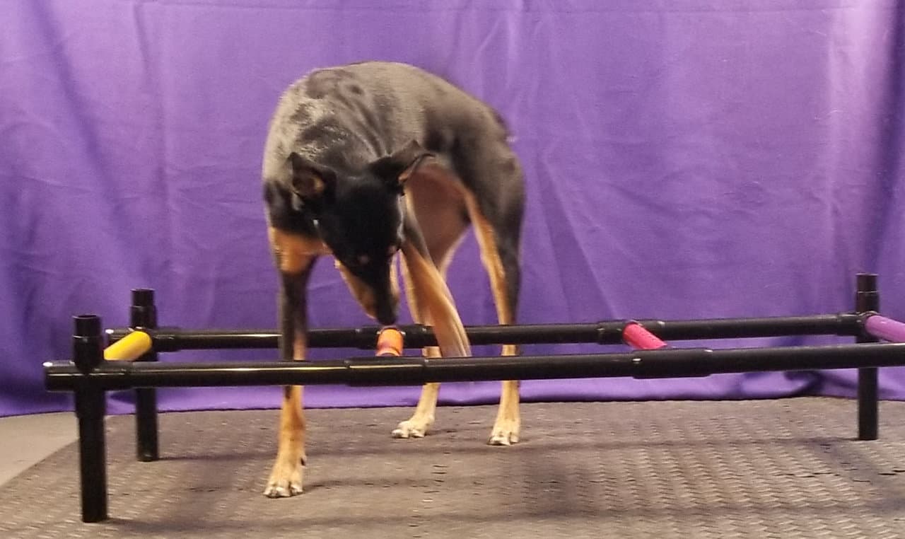 Dog side stepping through ladder with front paws