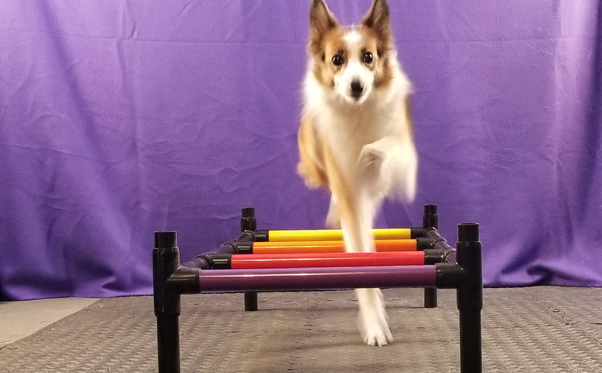 Dog walking through exercise ladder