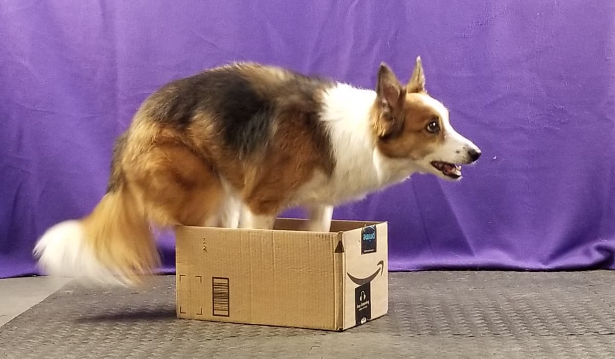 Dog balancing in small box