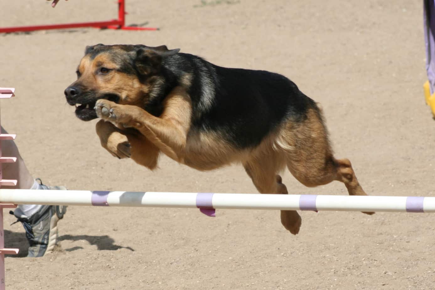 Dog going over agility jump