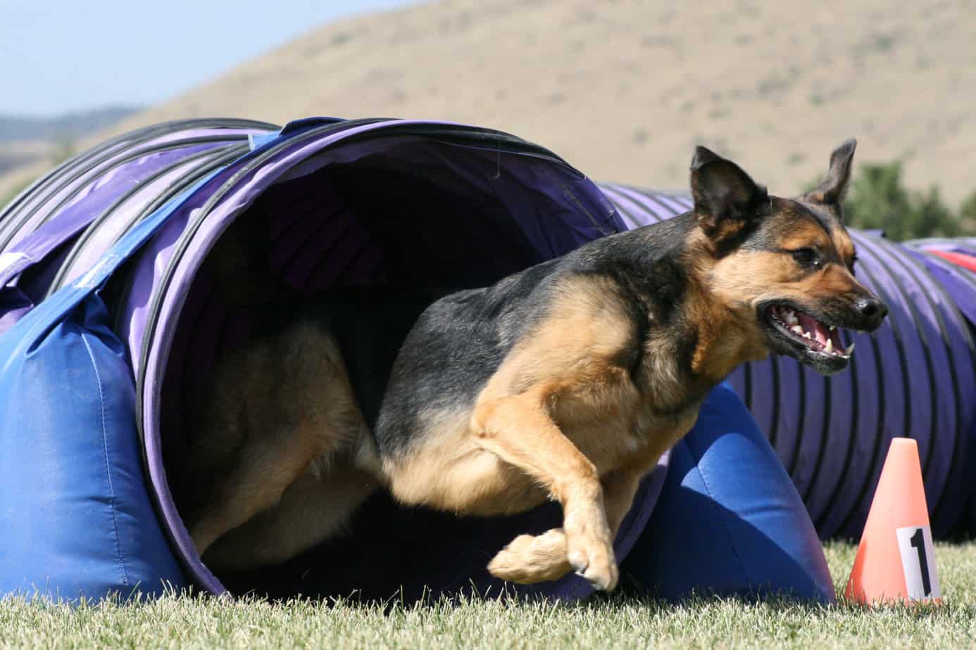 Dog exiting an agility tunnel