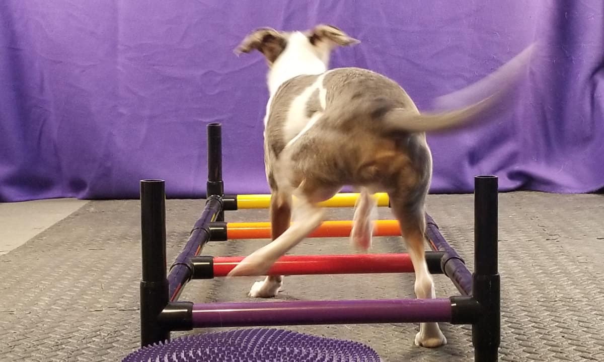 Dog walking backward through a ladder