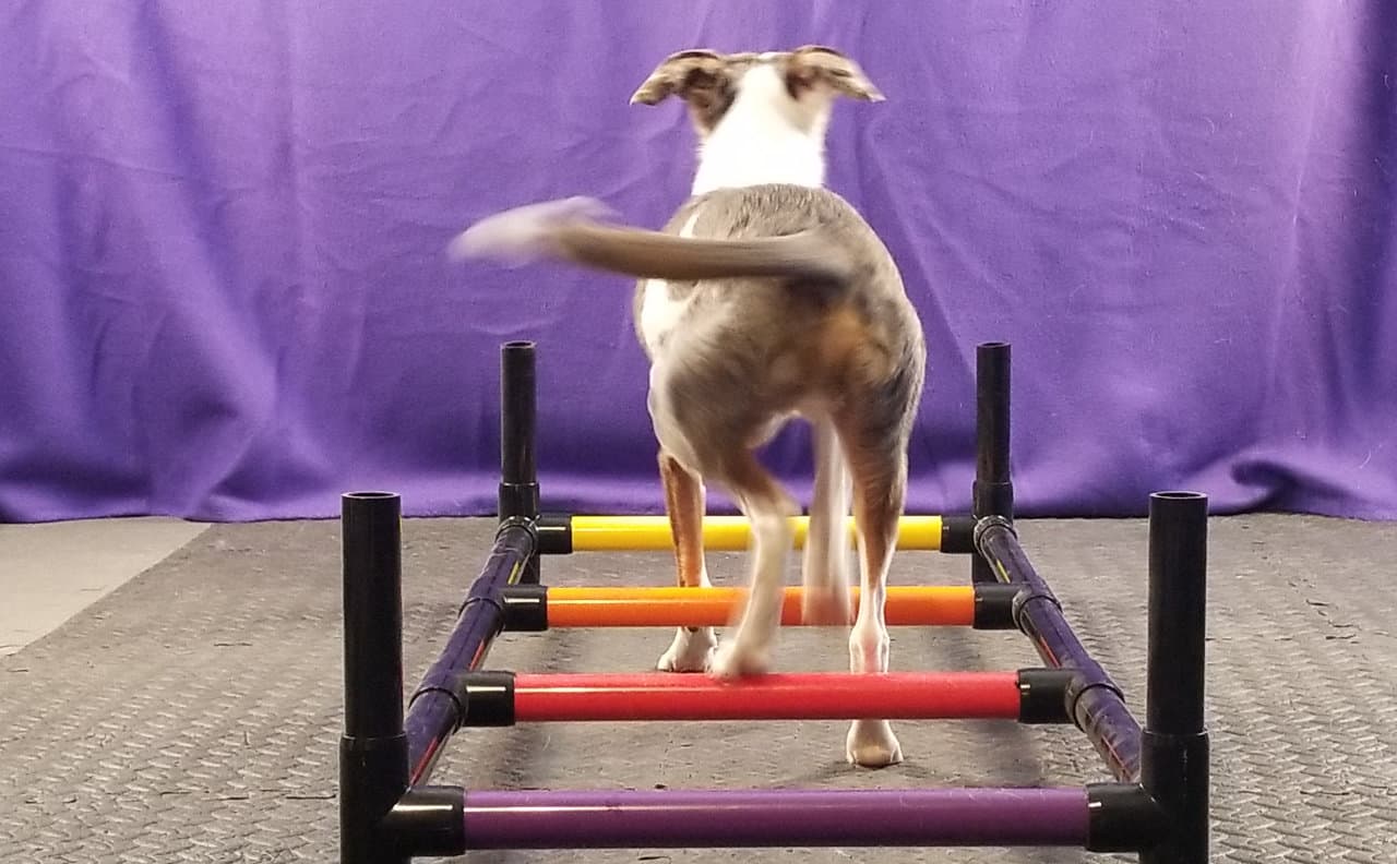 Dog walking backward through a ladder