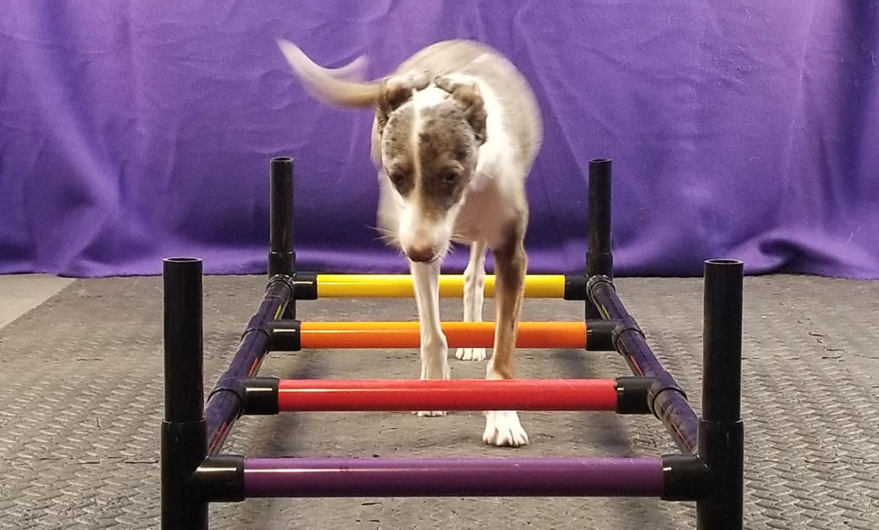 Dog walking through ladder