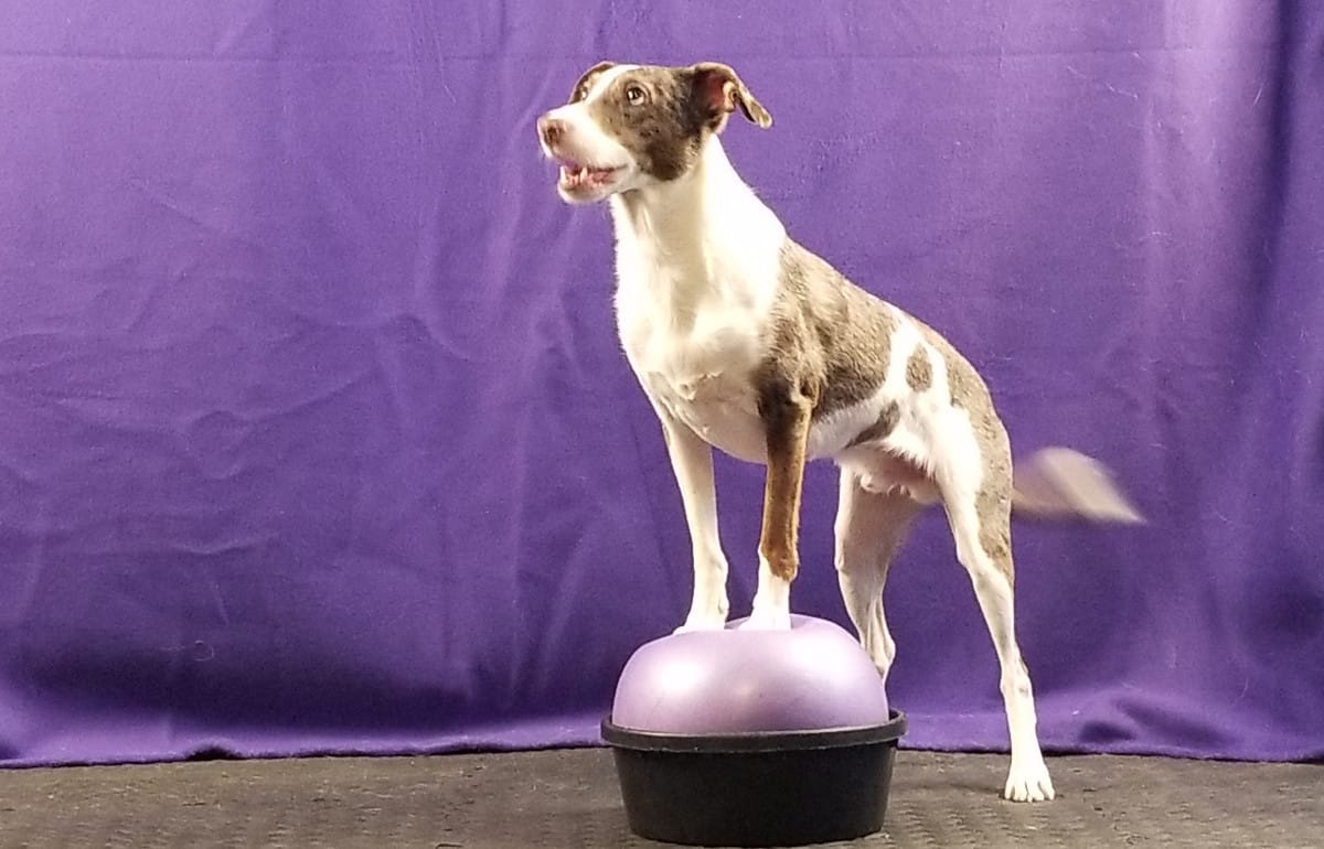 Dog side stepping with front paws on a ball