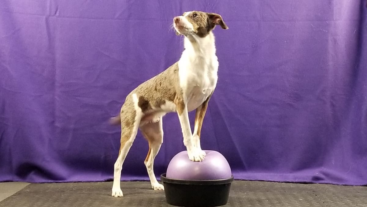 Dog side stepping with front paws on a ball