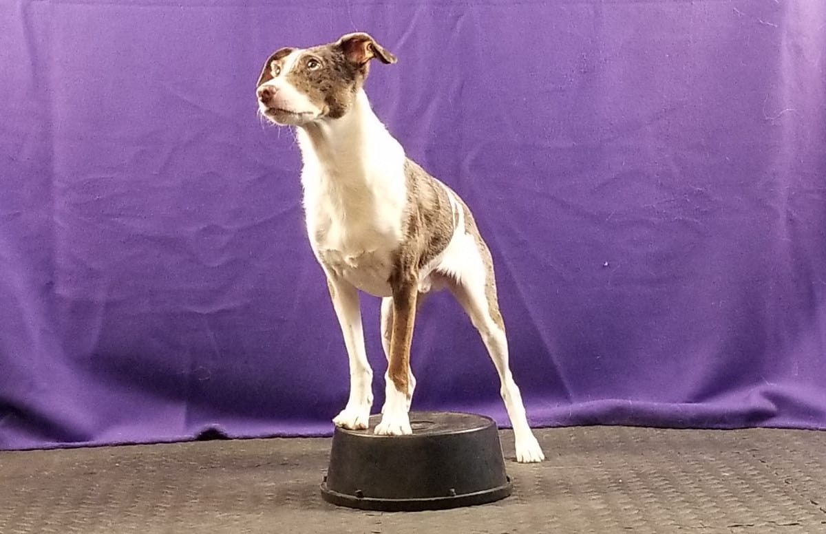 Dog with front paws on bucket