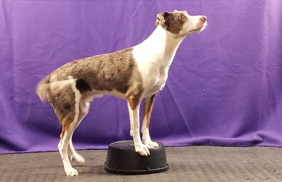 dog side stepping with front paws on bucket