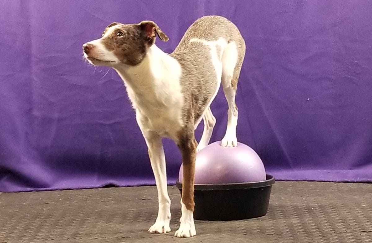 Dog with rear paws on a ball