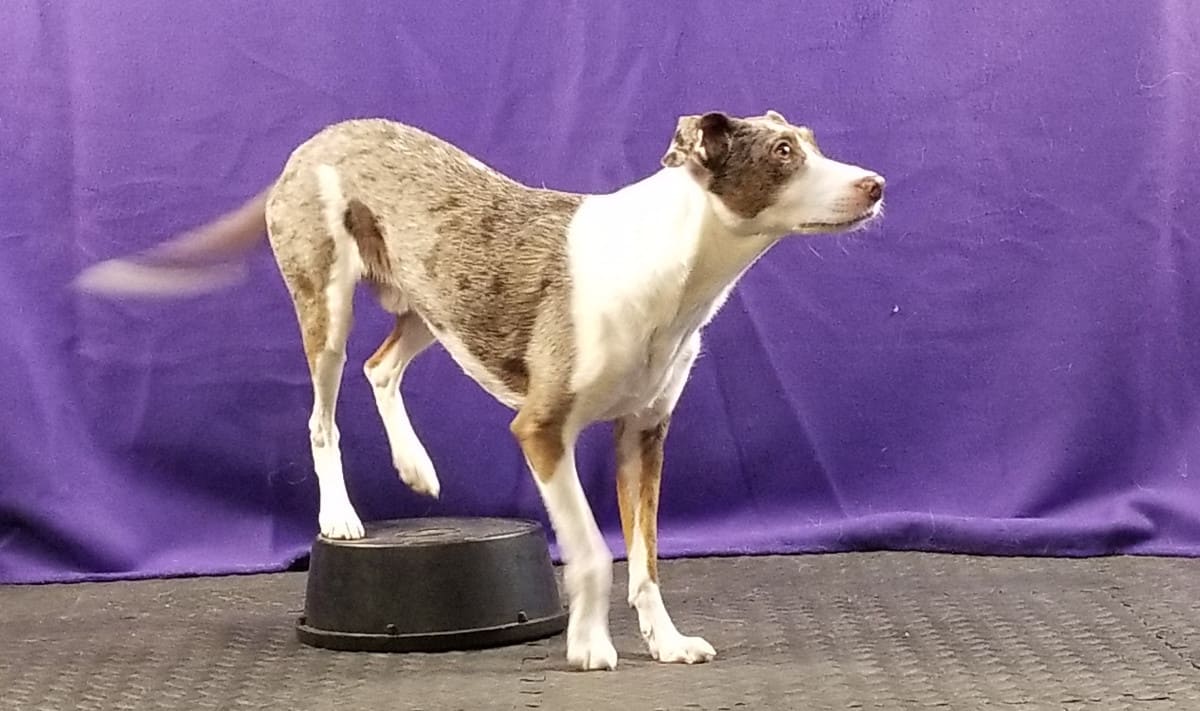 dog with rear paws on a bucket