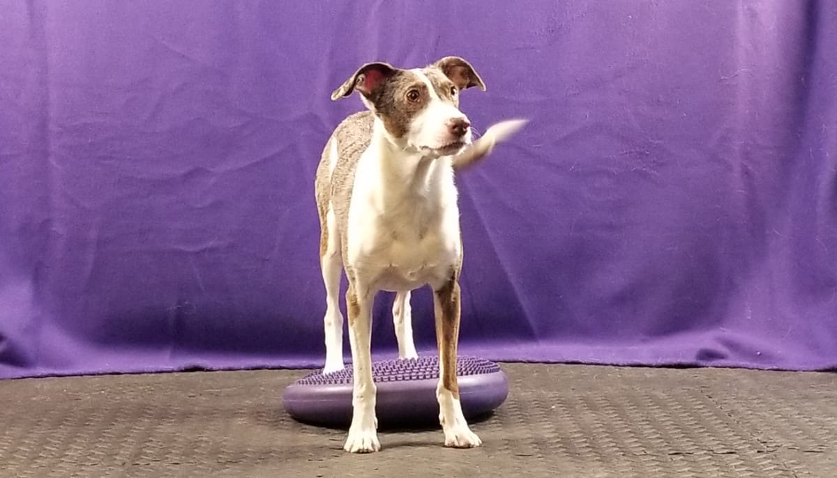 Dog with rear paws on a disc