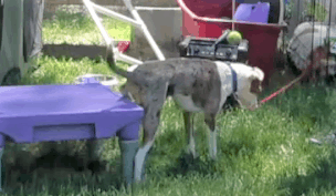 Dog backing up to get on a platform