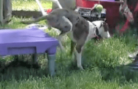 Dog backing up on a table