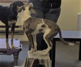 Dog balancing on stool