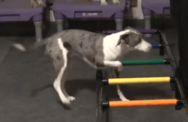 Dog stepping sideways through ladder with front paws