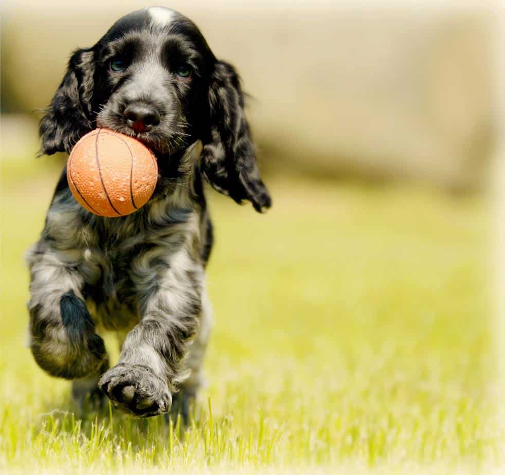 Dog Fetching ball