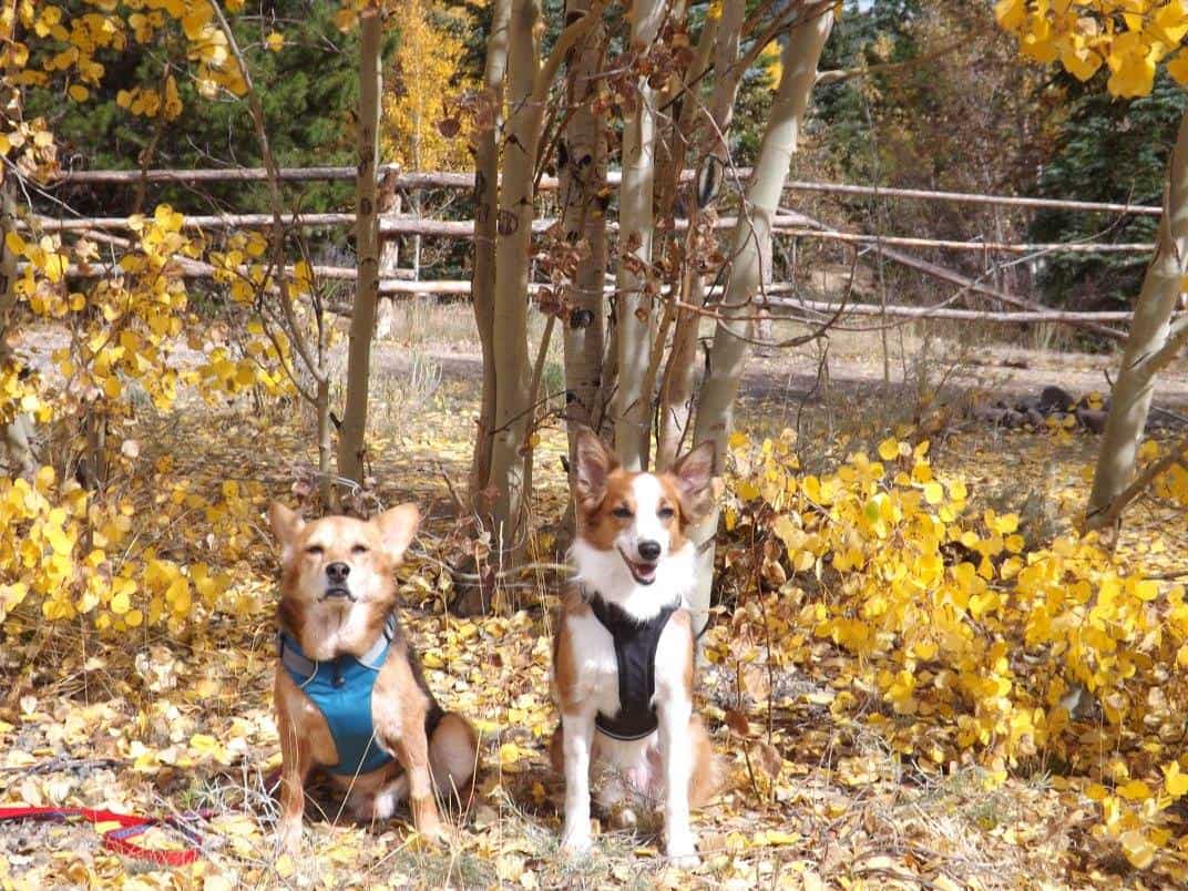 Dogs with Harnesses in front of aspen trees