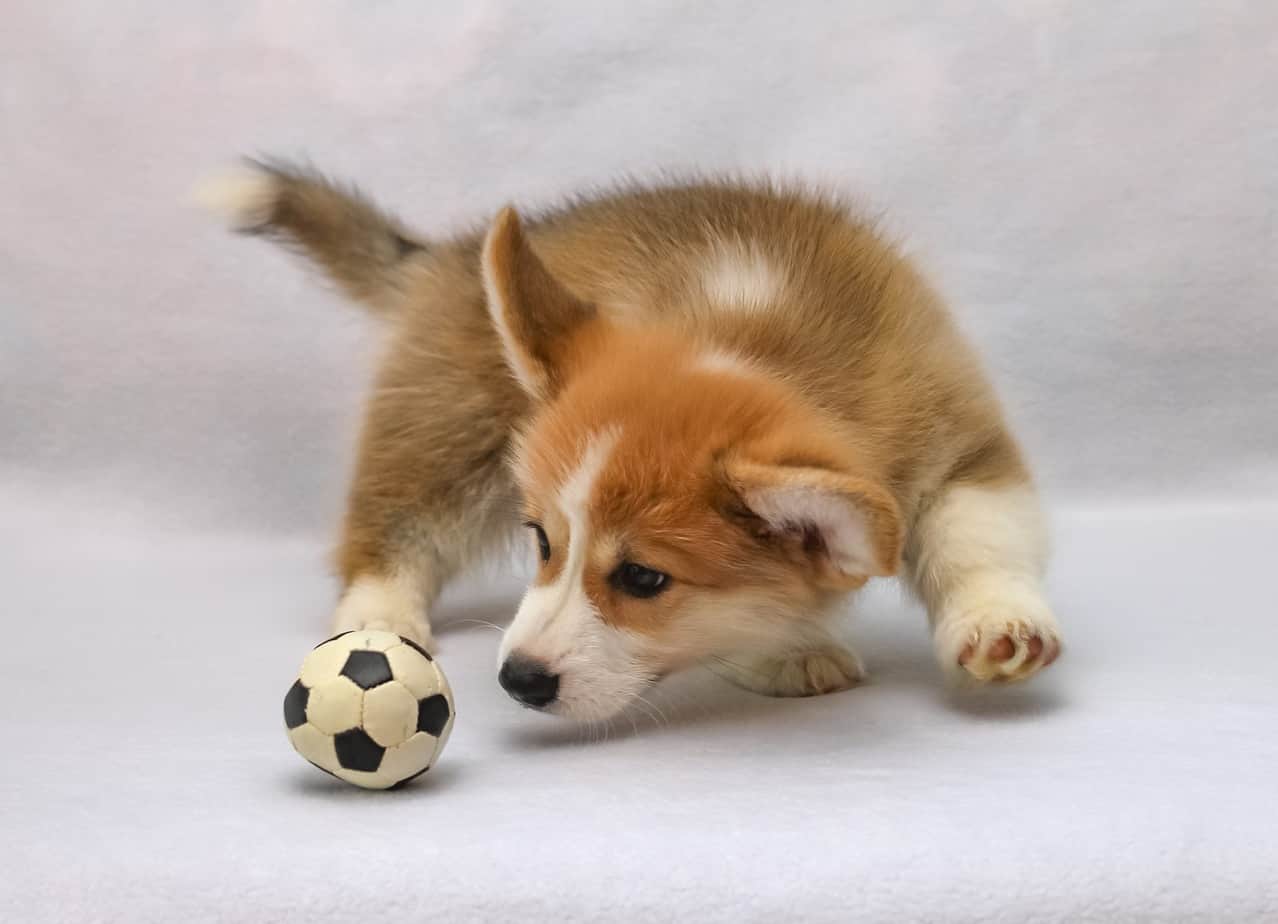Corgi puppy chasing ball