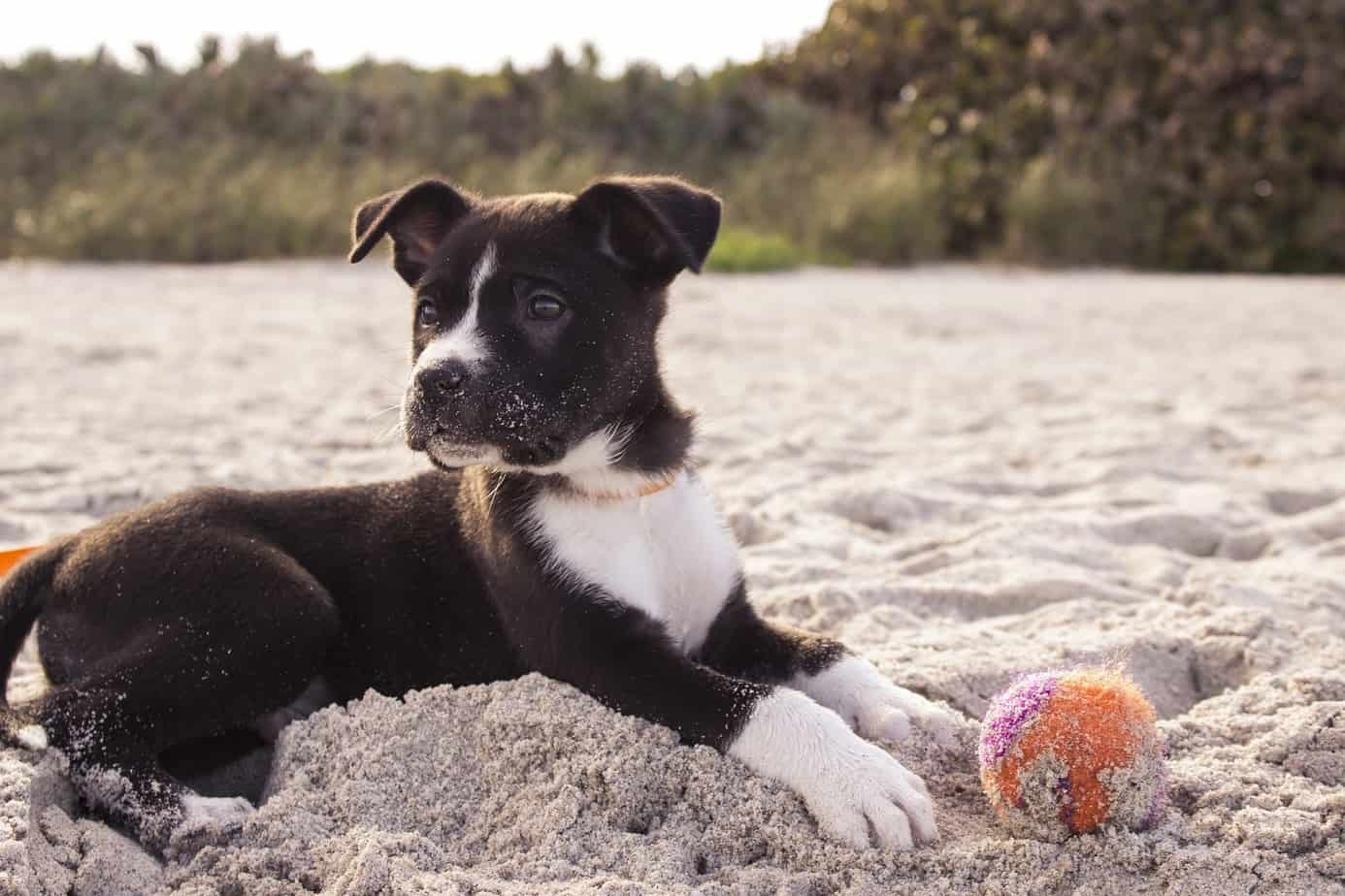 Puppy FUNdamentals:  15 Things to Teach Your New Puppy