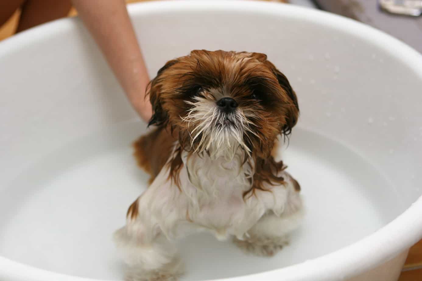 Dog getting a bath in a tub