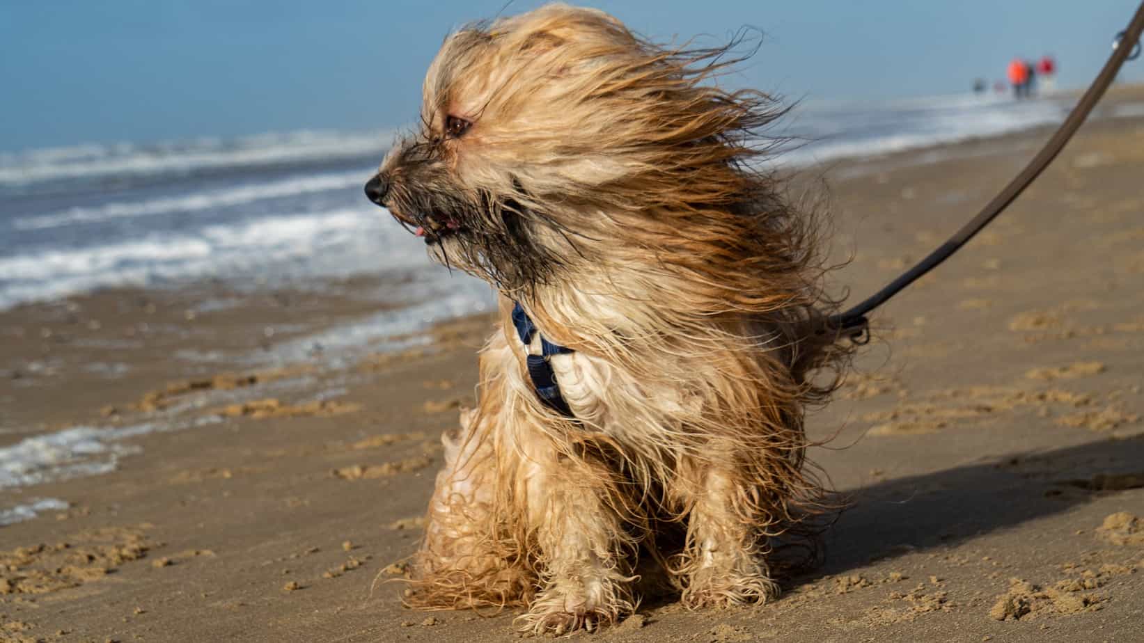 Dog on beach looking at ocean