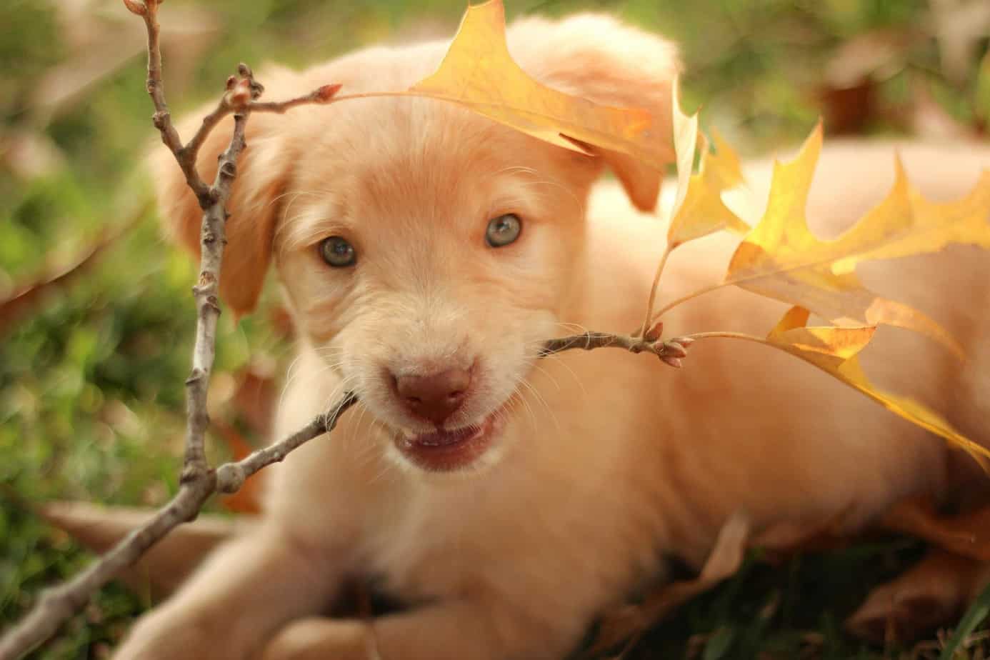 Puppy Chewing on a Branch