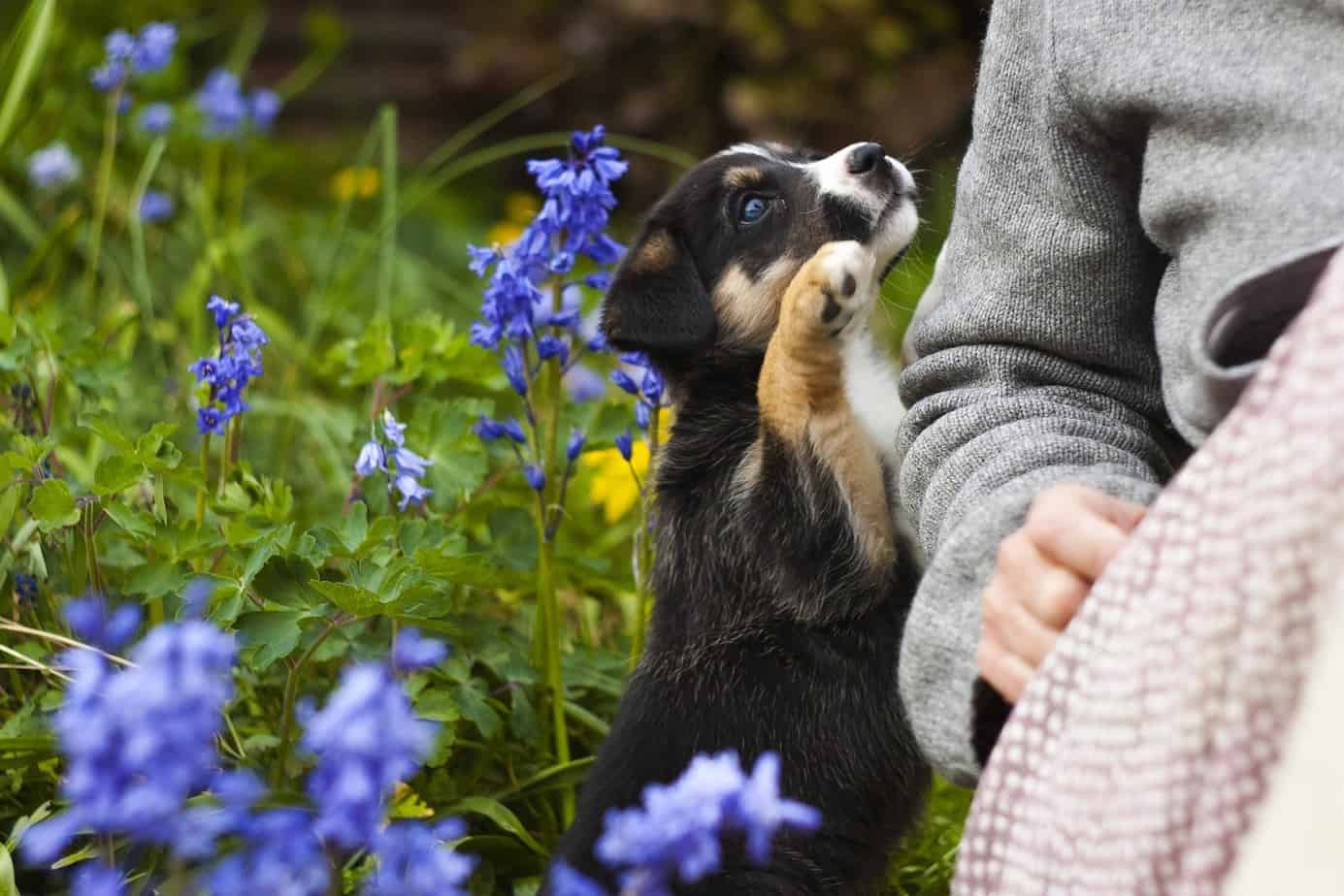 Puppy with Blue Flowers