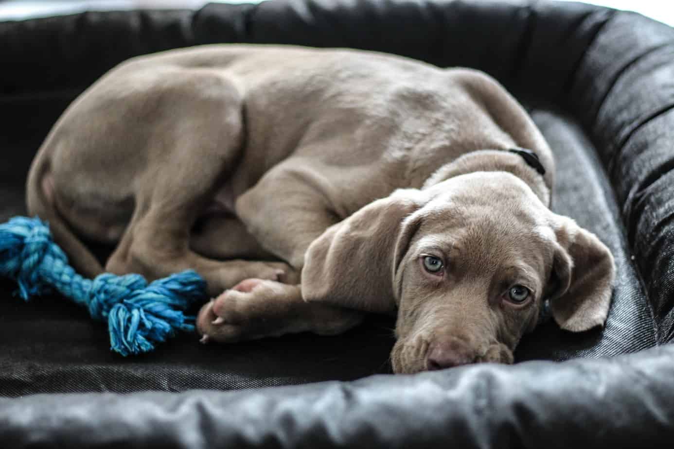 Weimaraner Laying in Bed