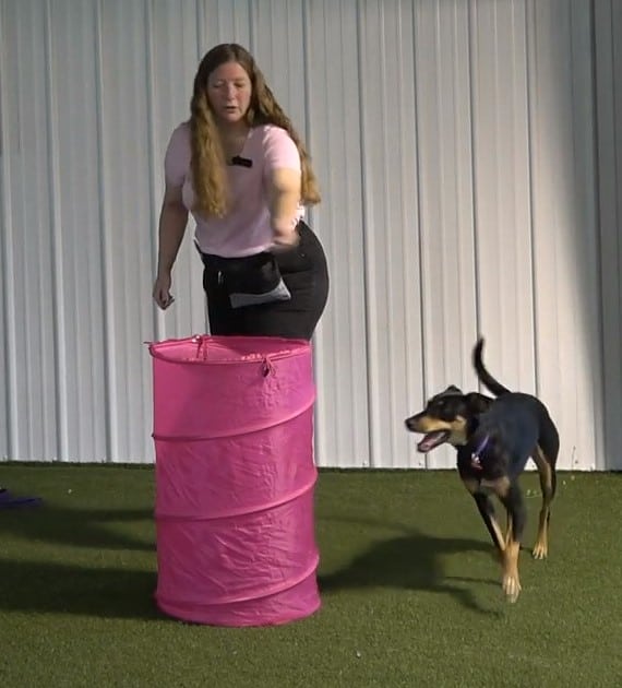 Dog going around barrel